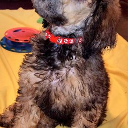 Poodle Puppies from White Comet Poodles