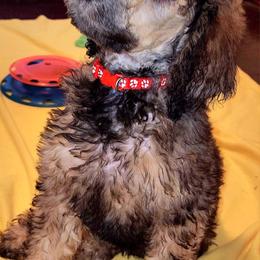 Poodle Puppies from White Comet Poodles