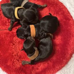 Boy2 - Black and tan male Yorkshire Terrier puppy in Selden, New York from Alisha's Yorkshire Terriers