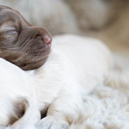 Dachshund Puppies from CTX Doxies