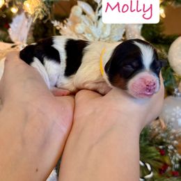 Molly - Tri-color female Bernedoodle puppy in Auburndale, Florida from Florida Mini Bernedoodles