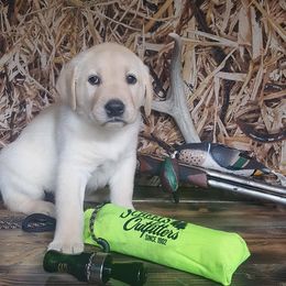 Labrador Retriever Puppies from Lost River Labradors