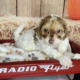 Molly - Tri-color female Cavapoo puppy in Marshfield, Missouri from Clearview Kennels