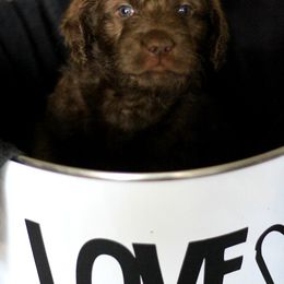 Labradoodle and Labrador Retriever Puppies from Moore than Dogs