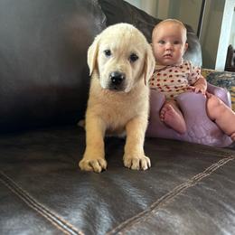 Boy 1 - Yellow male Labrador Retriever puppy in Isanti, Minnesota from Four Corners Family Labs