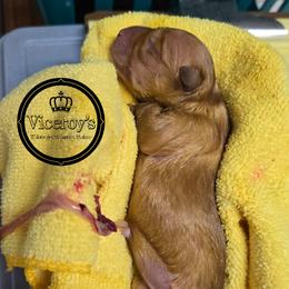 Wheaten Female (Red) No 2 - Wheaten female Scottish Terrier puppy in Roslyn, South Dakota from Viceroy's Kennel LLC