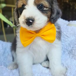 Yellow - Blue merle male Aussiedoodle puppy in Georgetown, California from Foothill Aussies