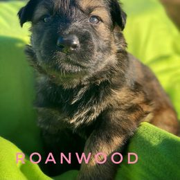 German Shepherd Puppies from Roanwood German Shepherds