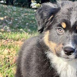 Girl 2 - Black tri-color Australian Shepherd puppy in West Union, Iowa from Boundless Hearts Australian Shepherds LLC
