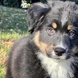Girl 2 - Black tri-color Australian Shepherd puppy in West Union, Iowa from Boundless Hearts Australian Shepherds LLC