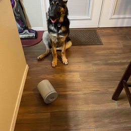 German Shepherd All Grown Up from Freiheit Von Himmel  Shepherds