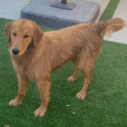 Sunflower (Sunny) - Golden Retriever