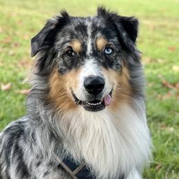 George - Australian Shepherd