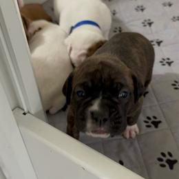 Purple - Brindle female Boxer puppy in Denver, Colorado from Yuni’s AKC Boxers