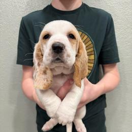 Noel - Lemon and white female Basset Hound puppy in Gulf Breeze, Florida from Breeze Basset Hounds