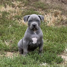 BLUE - Blue male American Bully puppy in Union County, North Carolina from XLRG BULLIES