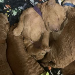 Goldendoodle Puppies from Puppy Paws