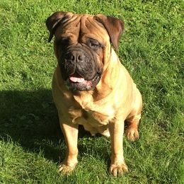 Bullmastiffs from BO-BECK Bullmastiffs