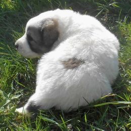Puppy ID 819251 - White and badger female Great Pyrenees puppy in Leicester, North Carolina from Randall Glen Pyrenees