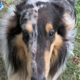 Sir Duke - Collie