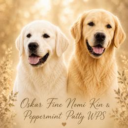 Golden Retriever puppies from Whickering Pines Golden Retrievers