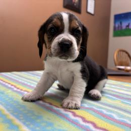 Carolle - Black tan and white female Beagle puppy in St. Cloud, Minnesota from Beagle Blessings