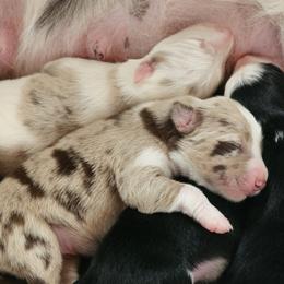 Border Collie puppies from Three16 Ranch