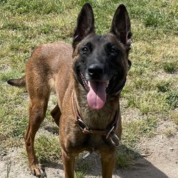 Belgian Malinois and Labrador Retrievers from Barbihaus Kennels