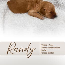 Randy - Red  male Goldendoodle puppy in Garden Grove, California from Sunkissed Doodles