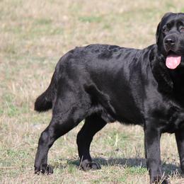 Labrador Retriever All Grown Up from Barton Creek Labradors