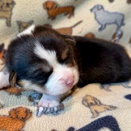 Male 3 - Black and tan male Pembroke Welsh Corgi puppy in Thornton, New Hampshire from Dinger’s Dogs
