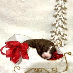 Marie - female Golden Mountain Doodle puppy in Victoria, Texas from Deidre's Doodles