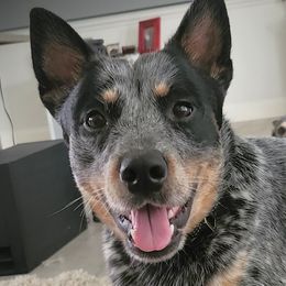 Waylon - Australian Cattle Dog