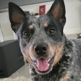 Waylon - Australian Cattle Dog