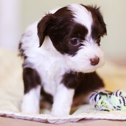 Girl 2 - Chinese Crested puppy from Family  Kennel Dao Dog