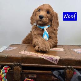 Woof - Red  male Goldendoodle puppy in Neillsville, Wisconsin from Granton Creek