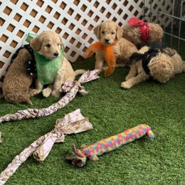 Goldendoodle and Russian Toy Puppies from Nesting Dolls Russian Toys