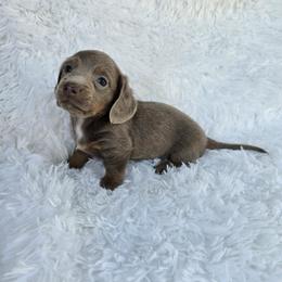 Marlo - Fawn (Isabella) male Dachshund puppy in Washburn, Tennessee from Broken Arrow Miniature Dachshunds