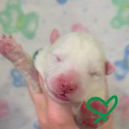 Green boy - White and biscuit male Samoyed puppy in Elwell, Michigan from Limelight Samoyeds