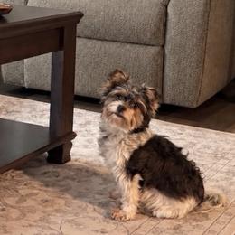 Chanelle - Biewer Terrier