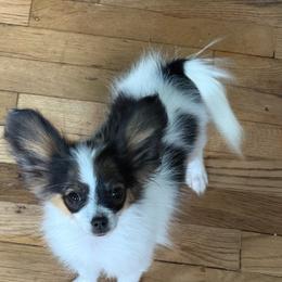 King - White black and tan male Papillon puppy in Missouri from Lovely Acres