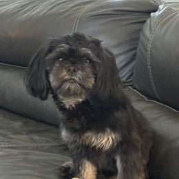 Bear - Shih Tzu
