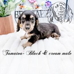 Tamatoa - Black and cream male Dachshund puppy in Prairieville, Louisiana from Southern Barron Danes & Dachshunds