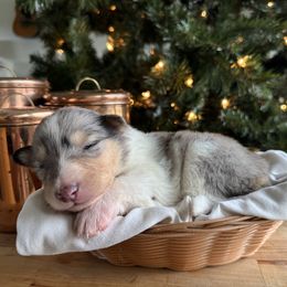 Mistletoe - Blue merle female Collie puppy in Underwood, Indiana from Third Gen Collies
