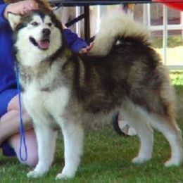Alaskan Malamutes from DruAnne Martin-Nutzell's Alaskan Malamutes