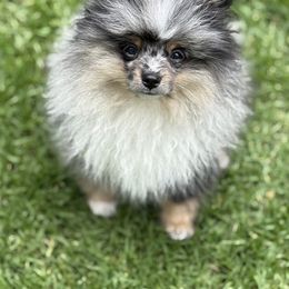 Pomeranian Puppies from Glitzypoms
