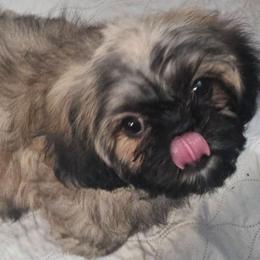 Orange collar boy - Brindle male Shih Tzu puppy in Woodsfield, Ohio from ROSE LANE SHIH TZUS