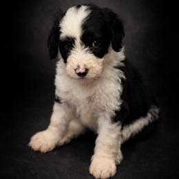Erin - Black and white female Sheepadoodle puppy in Rocky Point, North Carolina from CelticDoods