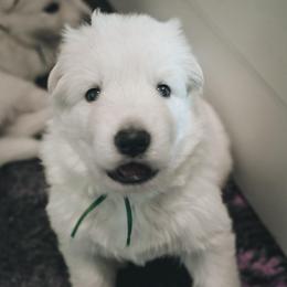 Green Boy - White male Berger Blanc Suisse puppy in Ogden, Utah from Nordic Dreams White Shepherds
