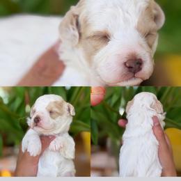 Danielle - White female Poodle puppy in Yuciapa, California from AlltheDoodlez_